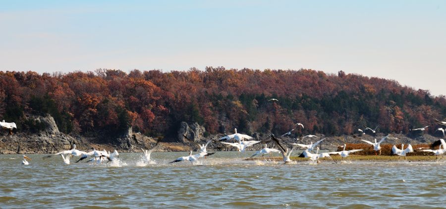 White Pelicans on Harry S Truman Lake at Bucksaw